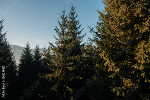 coniferous pine green forest against the background of mountains and clear blue sky, Ukraine