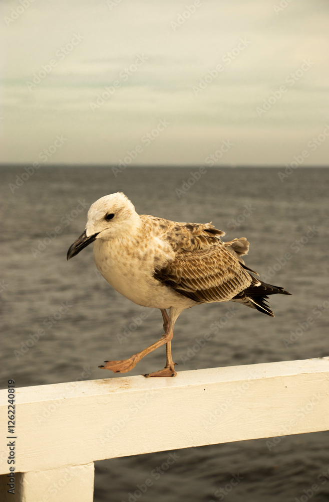 a seagull walks against the backdrop of the sea a seagull walks against the backdrop of the sea