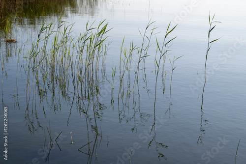 Schilfgras im Achterwasser, Ückeritz, Insel Usedom, Ostsee, Mecklenburg-Vorpommern, Deutschland, Europa photo