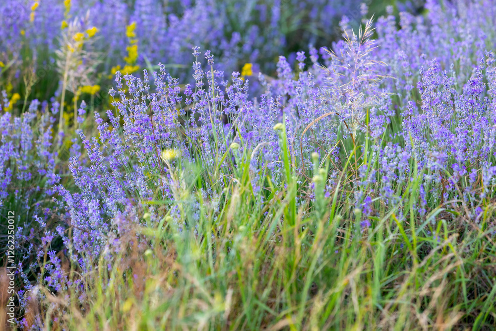 Naklejka premium Lavender flowers close-up background