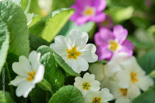 closeup of  fresh and beautiful white and pink primrose flowers