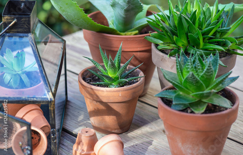 different suculent plants in flower pots with a mini greenhouse on wooden table