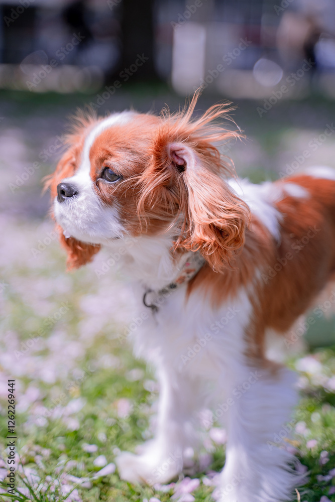 cavalier king charles spaniel cavalier king charles spaniel