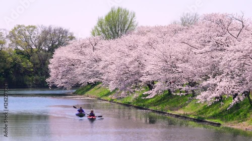 桜,さくら,SAKURA,