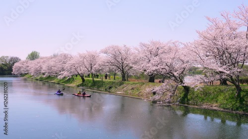 桜,さくら,SAKURA,