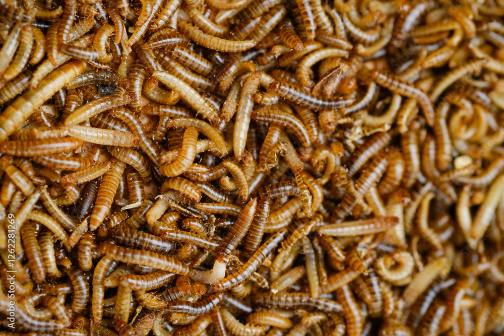 Larvae of alphitobius diaperinus is a popular feed ingredient that is widely used to give to reptiles, songbirds and other poultry. Larvae of alphitobius diaperinus is a popular feed ingredient that is widely used to give to reptiles, songbirds and other poultry.