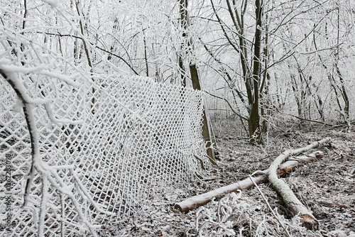 Heavy icing on old wired fence in winter forest, some chopped down tree trunks on the ground.  photo