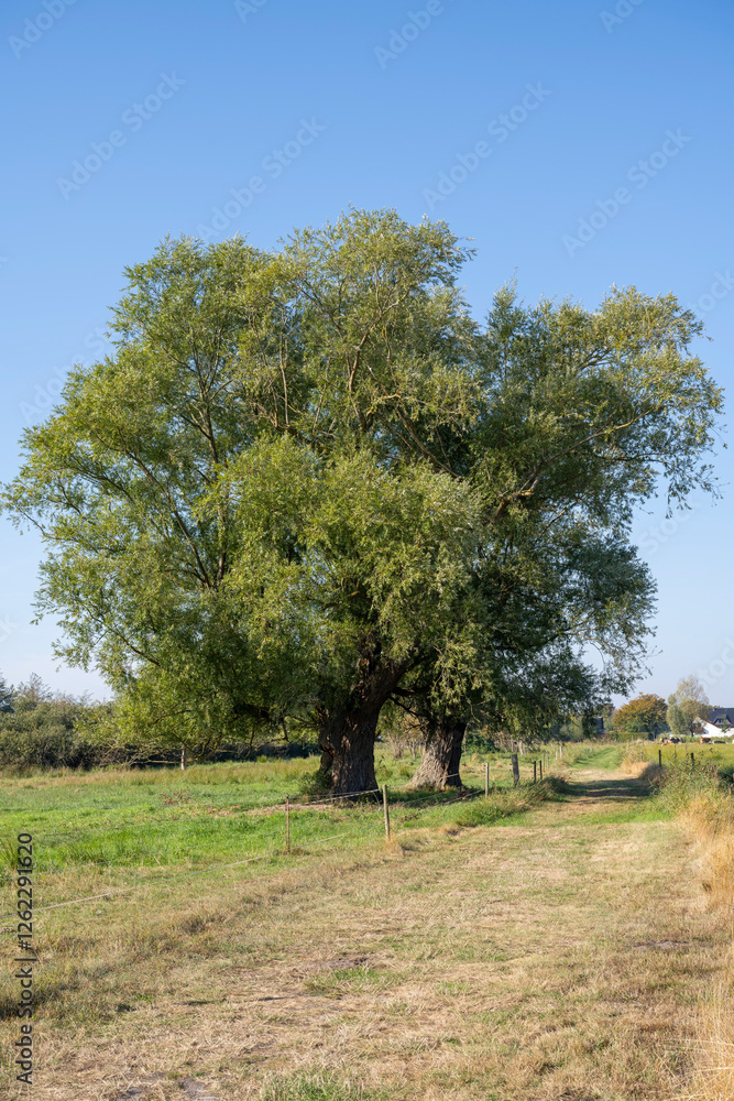 Weidenbaum auf einem Feld, Zempin, Insel Usedom, Ostsee, Mecklenburg-Vorpommern, Deutschland, Europa Weidenbaum auf einem Feld, Zempin, Insel Usedom, Ostsee, Mecklenburg-Vorpommern, Deutschland, Europa