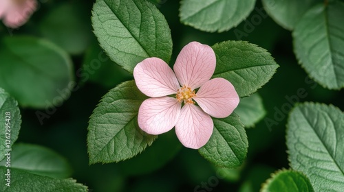 Soft pink flower blooming in a serene environment with green foliage and budd...