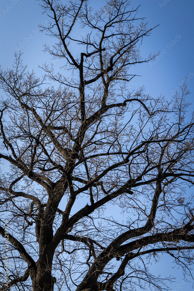 Branches of oak tree, without leaves against blue sky. Spring landscape Branches of oak tree, without leaves against blue sky. Spring landscape