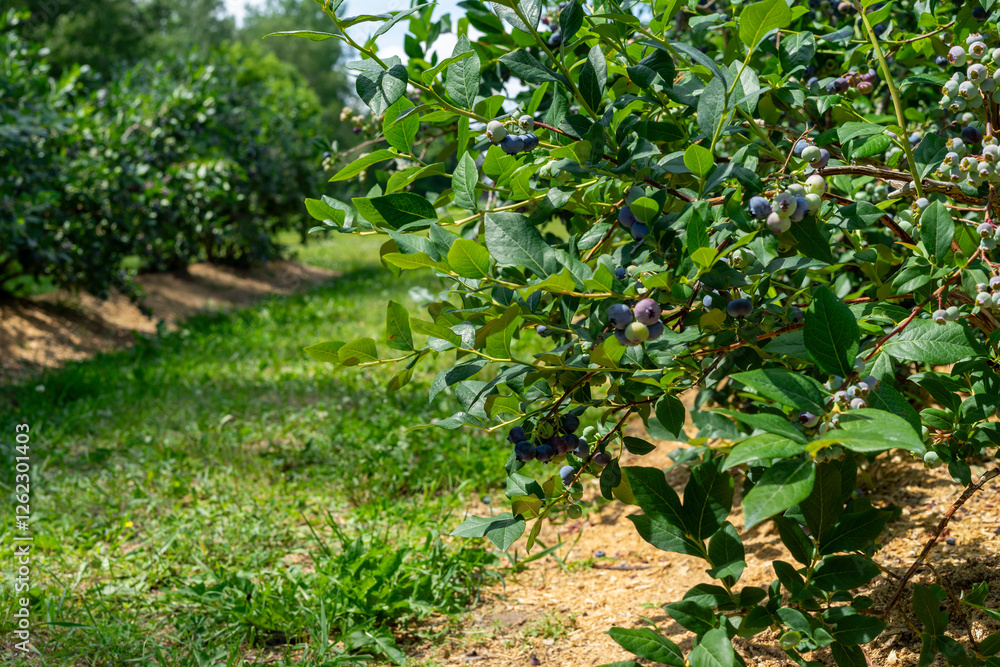 Ripe blueberries on the bushes, growing on a farm, Quebec, Canada.