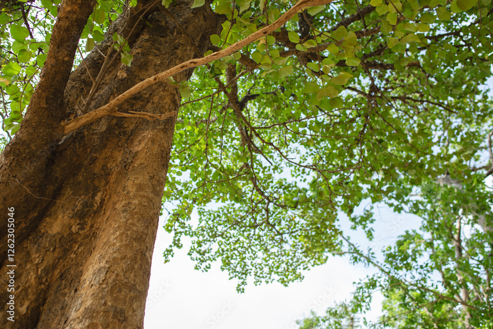 Obraz premium Looking up at tall trees