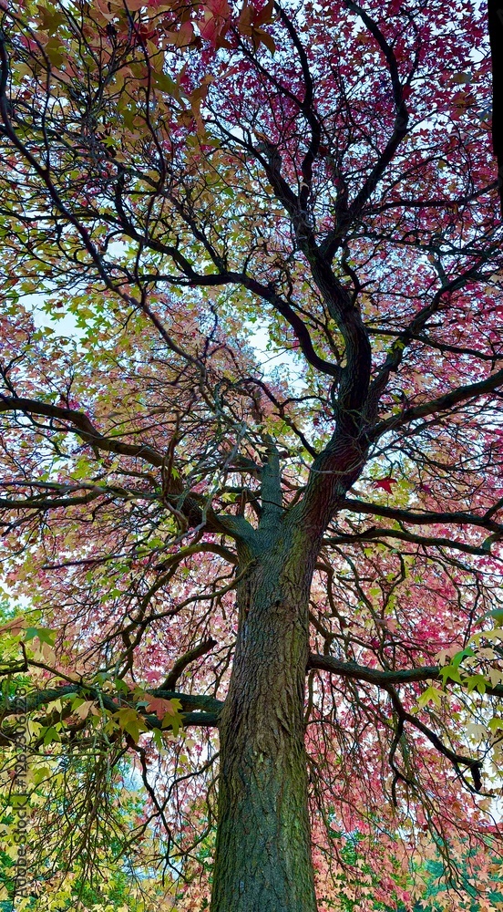 A low angle view looking up into the branches of a sweet gum tree, liquidambar styraciflua. A low angle view looking up into the branches of a sweet gum tree, liquidambar styraciflua.