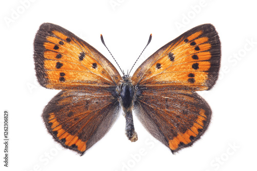 Female of butterfly - The large copper (Lycaena dispar) isolated on white
