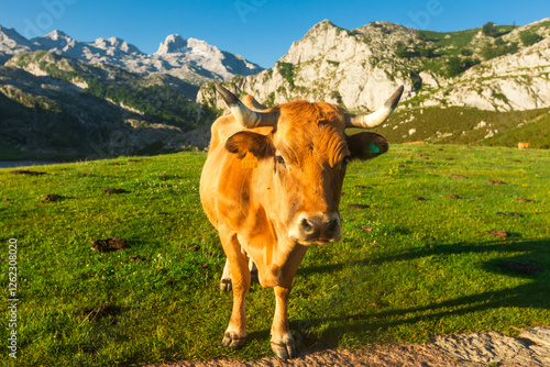 Cow of the Asturian mountain breed sits on a lawn in a national park at sunset photo