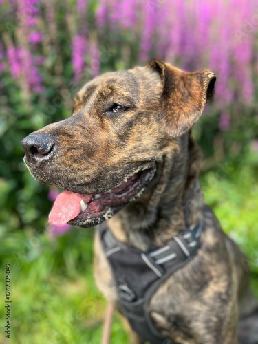 Plano corto de perra sentada en el campo