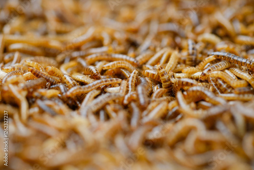 Larvae of alphitobius diaperinus is a popular feed ingredient that is widely used to give to reptiles, songbirds and other poultry. photo