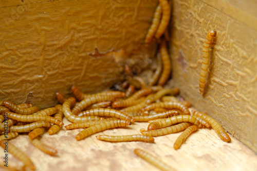 Photography Hongkong caterpillars are the larvae of the black beetle Tenebrio molitor, commonly used for animal food
