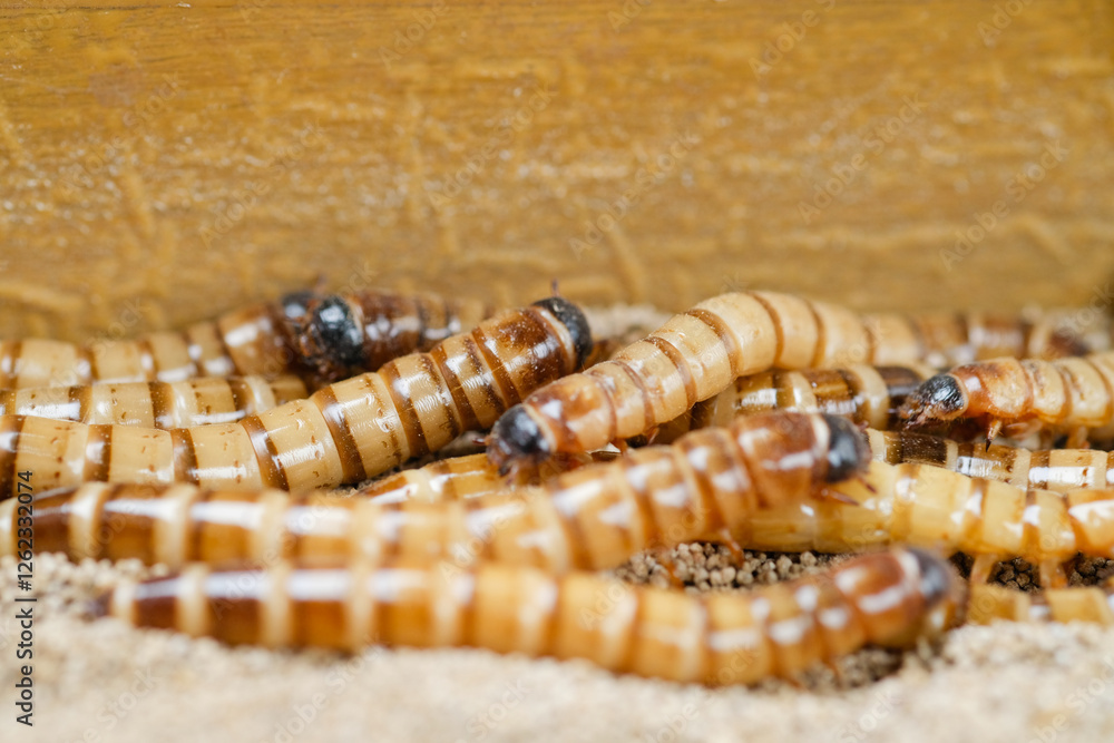 King mealworm (zophobas morio) is a popular feed ingredient that is widely used to give to reptiles, songbirds and other poultry. King mealworm (zophobas morio) is a popular feed ingredient that is widely used to give to reptiles, songbirds and other poultry.