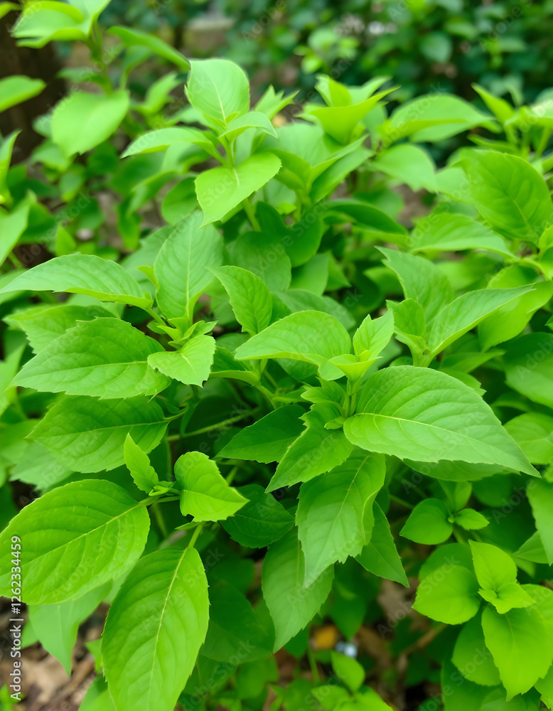 fresh mint leaves fresh mint leaves