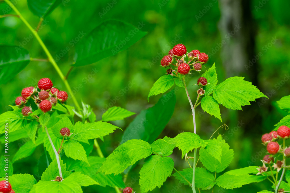 Ripe raspberries growing on lush green bushes in the forest