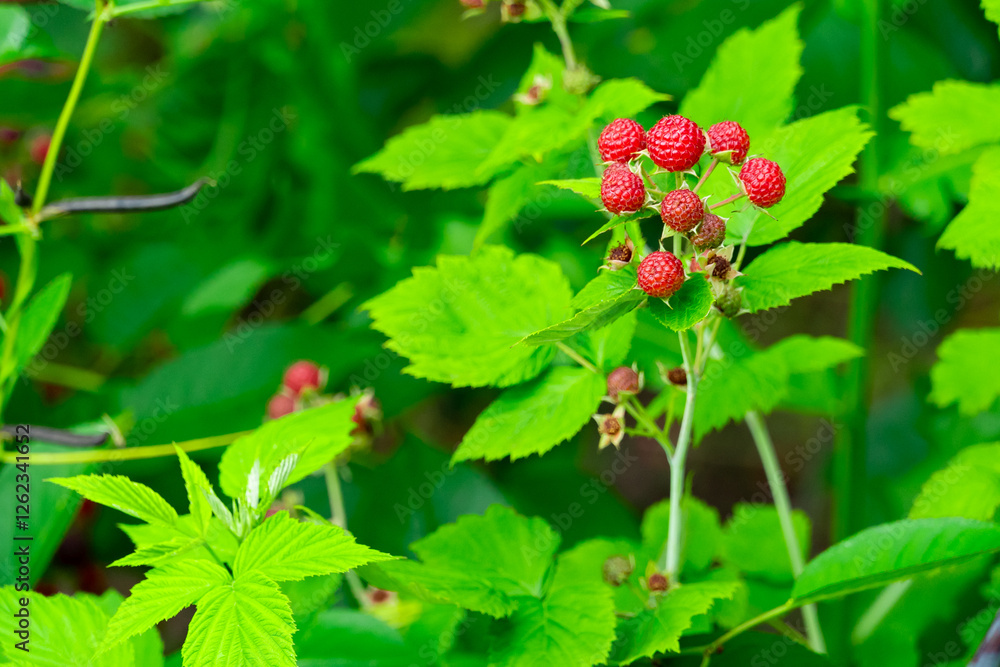 Fresh raspberries growing on a bush in summer garden Fresh raspberries growing on a bush in summer garden