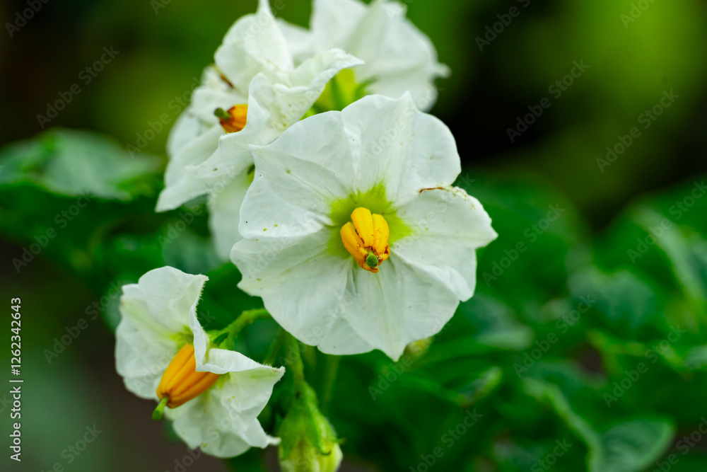 White flower blooms with yellow stamens nestled in green leaves White flower blooms with yellow stamens nestled in green leaves