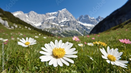 Alpine meadow wildflowers with majestic mountains. Scenic view. Possible use stock photo