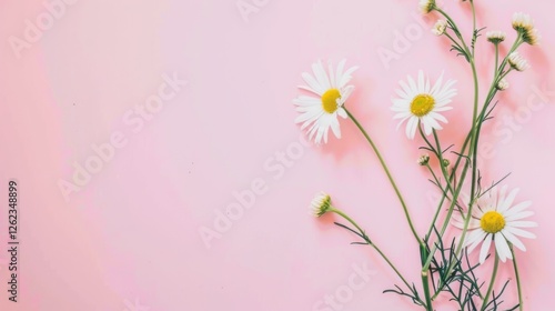 Aesthetically Minimal: White Daisy & Chamomile Blooms on a Pale Pink Canvas, Evoking Spring and Summer Lifestyle Concepts