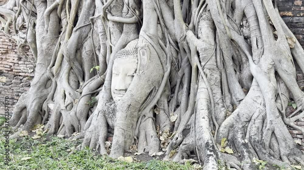 The iconic Buddha head entwined in tree roots at Wat Mahathat, Ayutthaya. A powerful symbol of nature and spirituality, attracting tourists worldwide. Check the gallery for similar footage. The iconic Buddha head entwined in tree roots at Wat Mahathat, Ayutthaya. A powerful symbol of nature and spirituality, attracting tourists worldwide. Check the gallery for similar footage.