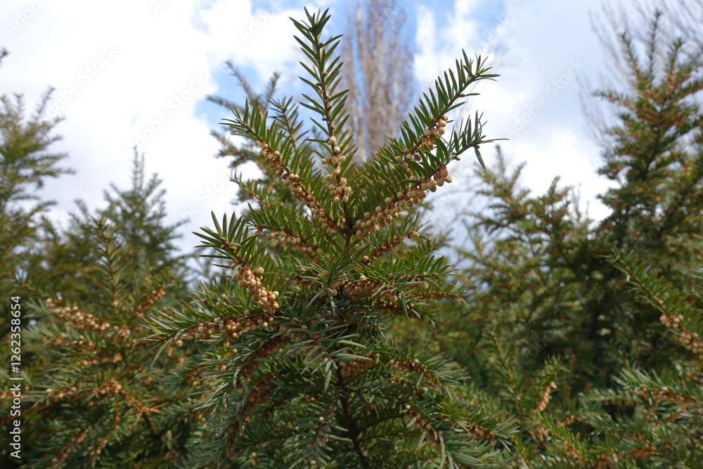 Cloudy sky and branches of common yew with male cones in April Cloudy sky and branches of common yew with male cones in April