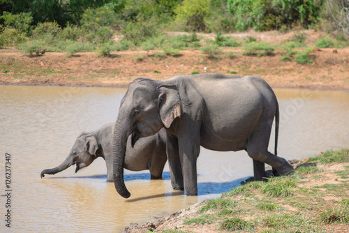 Photography The elephants in the national park are located in Sri Lanka.