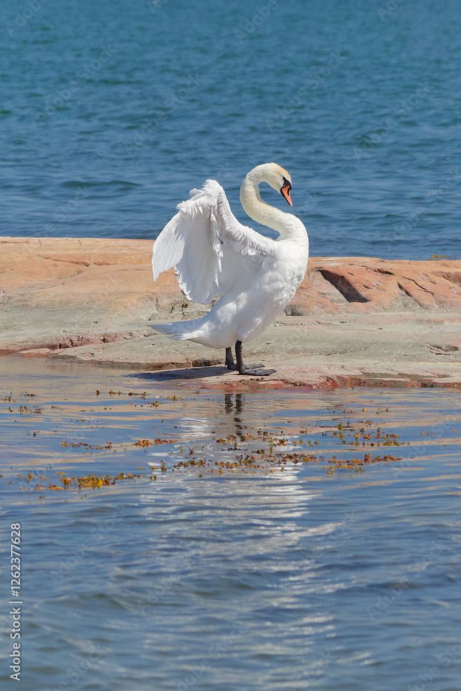 Fototapeta premium Swan in Nåtö National Park on the Åland Islands: Northern European nature in summer, Cygnus olor.