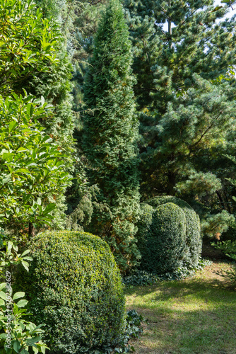 Evergreens in Landscape Garden. Close-up. In background are juniper Juniperus communis Horstmann, western thuja Columna and boxwood bushes. Nature concept for design photo