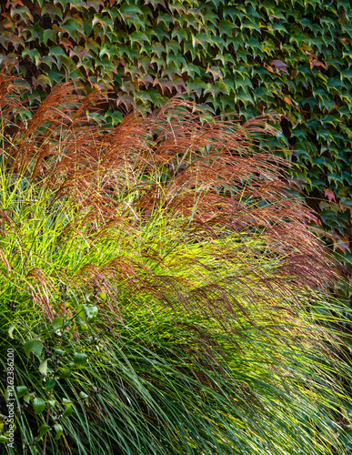Photos Miscanthus sinensis in foreground