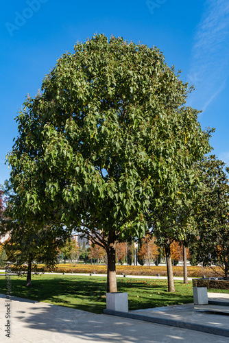 Paulownia tomentosa or empress (princess or foxglove) tree against blue autumn sky. City park of Krasnodar. Public landscape 