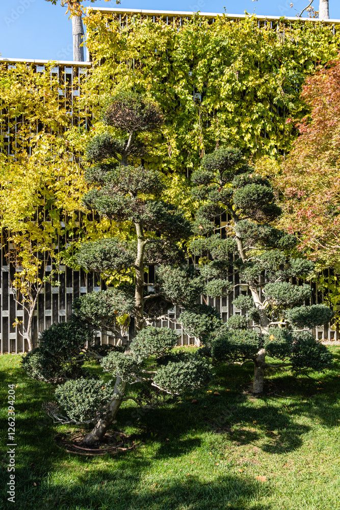 Obraz premium Public landscape city park of Krasnodar for walking and recreation. Nivaki-style tree Ilex Crenata Bonsai (Japanese holly bonsai) against decorative wall. Stylized Japanese courtyard. Galician park