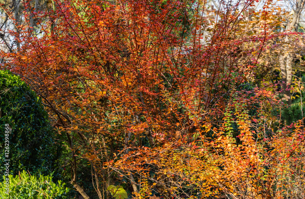 Red, orange and purple leaves of barberry Berberis thunbergii Atropurpurea on blurred background of evergreens. Selective focus. Colorful autumn background. Landscape garden. Nature concept for design Red, orange and purple leaves of barberry Berberis thunbergii Atropurpurea on blurred background of evergreens. Selective focus. Colorful autumn background. Landscape garden. Nature concept for design