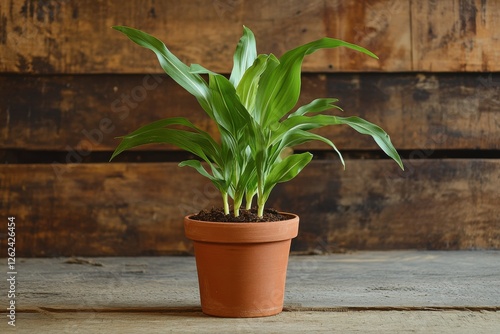 Wallpaper Mural Green indoor plant in terracotta pot against rustic wooden backdrop indoors Torontodigital.ca