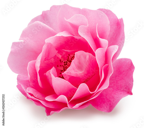 Pink rose or Bulgarian or Damask rose, is used as a flavoring ingredient in culinary and perfume production. File contains clipping path.