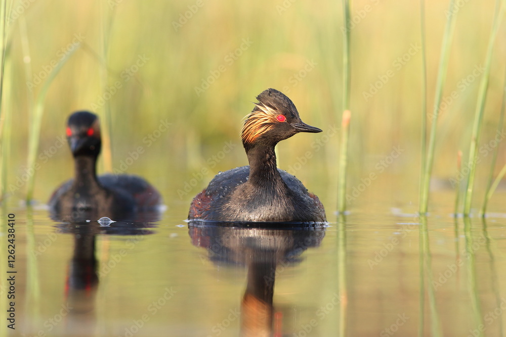 Perkoz zausznik, zausznik, (Podiceps nigricollis), black-necked grebe