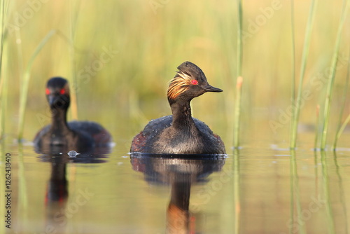 Obraz na płótnie Perkoz zausznik, zausznik, (Podiceps nigricollis), black-necked grebe w salonie