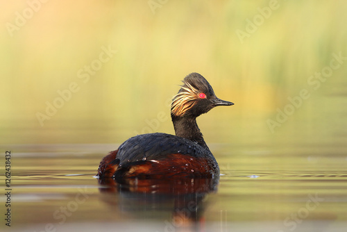 Perkoz zausznik, zausznik, (Podiceps nigricollis), black-necked grebe photo