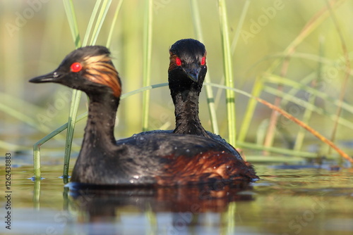 Perkoz zausznik, zausznik, (Podiceps nigricollis), black-necked grebe photo