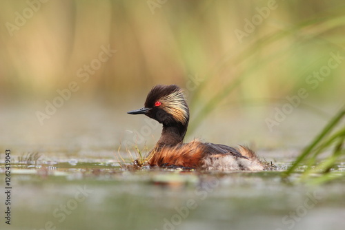 Perkoz zausznik, zausznik, (Podiceps nigricollis), black-necked grebe photo