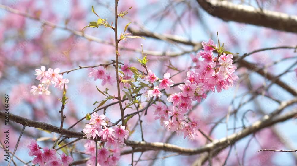 4k video soft focus cherry blossom and tiger lily, pink and white flower background 4k video soft focus cherry blossom and tiger lily, pink and white flower background