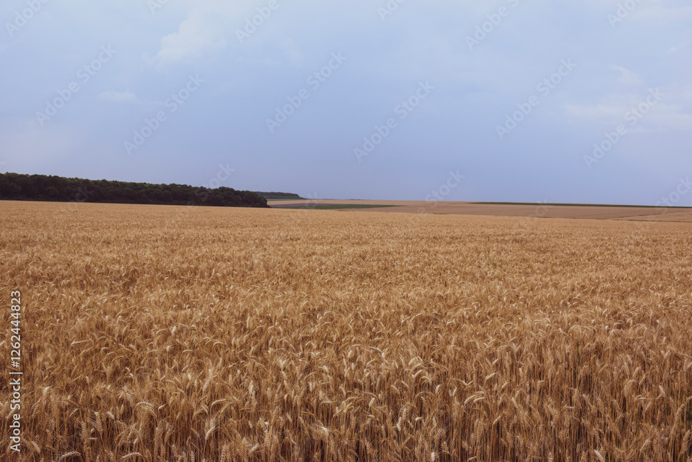 Beautiful landscape with a field of golden ripe wheat and blue sky with clouds Beautiful landscape with a field of golden ripe wheat and blue sky with clouds
