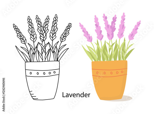 Lavender. Hand drawn vector illustration of lavender in a pot with lettering. Color and black and white drawing isolated on a white background.