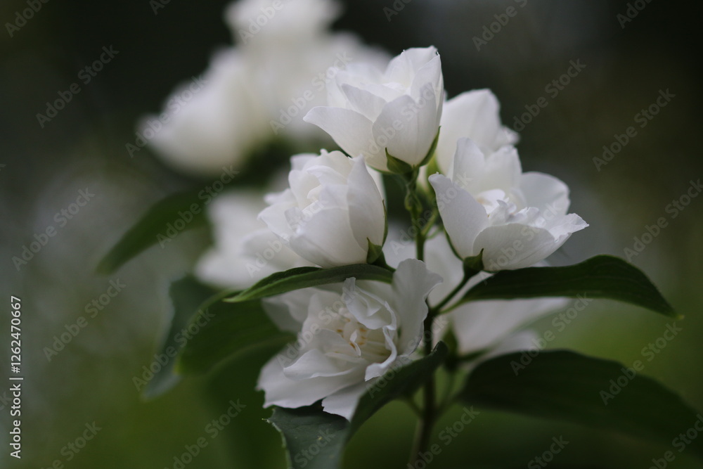 Obraz premium apple tree blossom