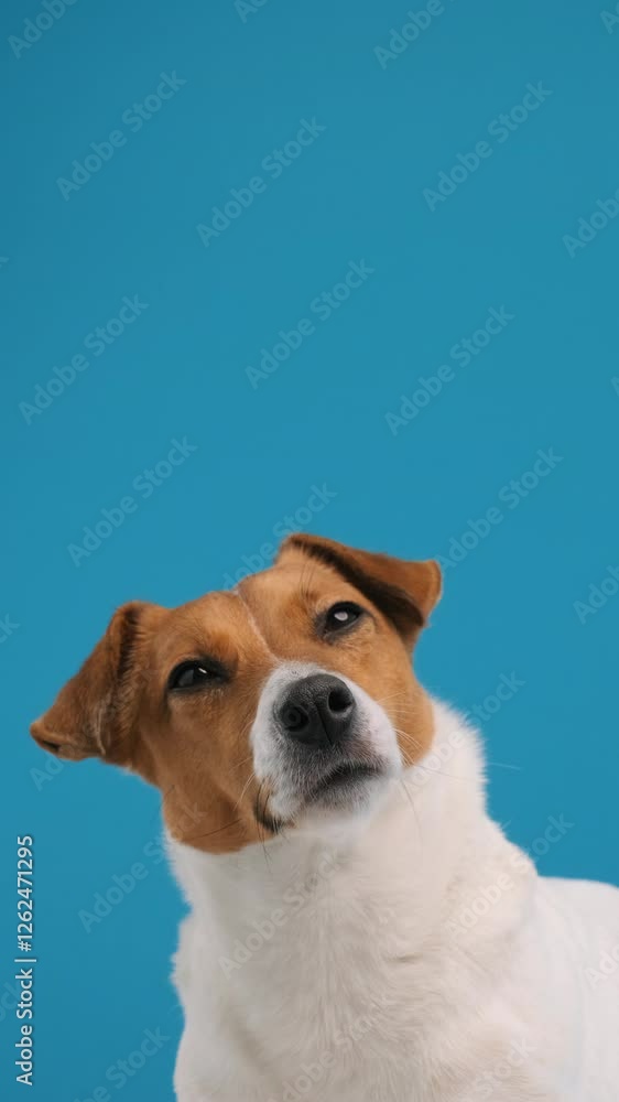 Portrait dog breed Jack Russell Terrier turns his head and looks up at place advertisement copy space Vertical video screen for stories , sitting. Dog blogger looks at camera on blue background. Pets Portrait dog breed Jack Russell Terrier turns his head and looks up at place advertisement copy space Vertical video screen for stories , sitting. Dog blogger looks at camera on blue background. Pets